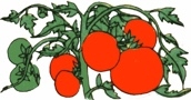 Community News and Events - Home-Grown Tomatoes with Master Gardeners!