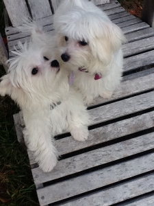 dirk and bella, maltese puppinos working elkins lake real estate