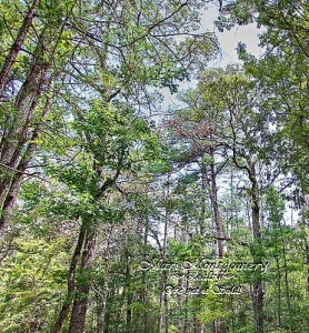 North Forest Dr Lot backs to National Forest North Forest Dr Lot backs to National Forest