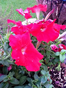 backyard bliss, mari realty, huntsville tx real estate