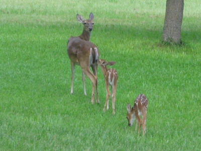 sunsets in elkins lake real estate with mari montgomery realty, deer in elkins lake